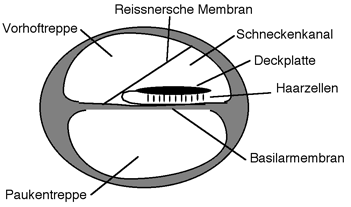 schematischer Schnitt durch eine Schneckenwindung